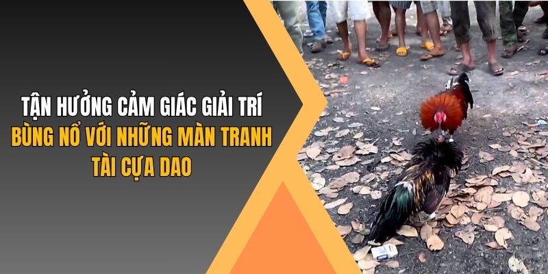 Tận hưởng cảm giác giải trí bùng nổ với những màn tranh tài cựa dao